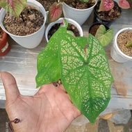 tanaman hias Pohon keladi caladium spring c-2097 caladium Thailand