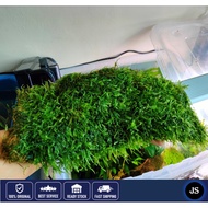 🔥Java Moss XL Size🔥Aquatic Live Plant Java Moss ( Pokok hidup aquarium/ aquarium decoration/Anubias/
