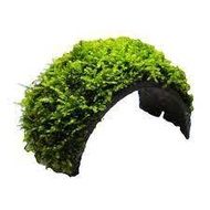 SG READY STOCK | Coconut Husk Moss Bracelet Arch with Moss For Aquarium Live Plant Decoration Cute House for Fish