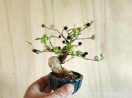 ∴。*藝術.美樹°*∴ ＊一才桑（大頭緒C）~豆缽小品,日系品種三角葉,樹性強健輕鬆享受著果樂趣!＊