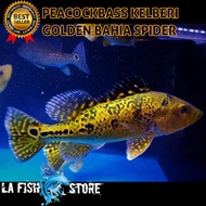 pbass kelberi bahia spider