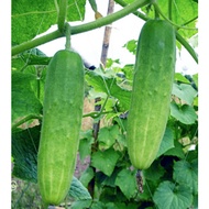 [RG037] Biji Benih Timun Kecil / Cucumber Small Thumbelina Seeds