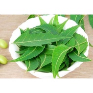 daun semambu /daun neem/ daun mambu