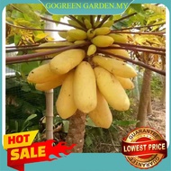 Best Price 20 pcs Biji Benih Betik Hawaii Papaya Hawaii 夏威夷木瓜 Ready Stock Malaysia