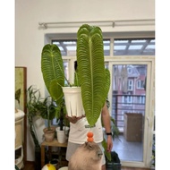 Anthurium veitchii 火鹤王花烛   Anthurium warocqueanum 火鹤后花烛