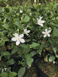 Berjaya Plant Nursery - Jasmine Thai/Bunga Melur Putih(Pokok Bunga Hidup/Pokok Hiasan Luar Rumah/Outdoor Plant)