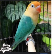 burung love bird biola pb violet istimewa