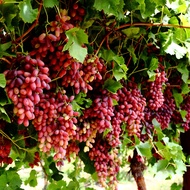 1 ต้น องุ่นติดตา ตอใหญ่ แข็งแรง โตไว พร้อมให้ลูกใน 6 เดือน ต้นตอสูง 80 ซม ปลูกในกระถาง Grape Plant สายพันธุ์ CRIMSON (คริมสัน)