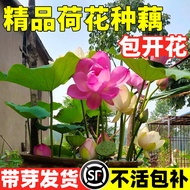 Lotus Root Potted Plant Ornamental Aquatic Lotus Tank Plant Lotus Root Seedling Pond Bowl Lotus Wate