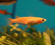 【成崧水族,10送1】楊貴妃稻田魚 粉紅稻田魚 粉紅稻田 餌料