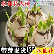 2026新款正宗漳州水仙花种球水培冬季重瓣花卉耐寒盆栽水养植物球根大种子Authentic Zhangzhou daffodil seed ball hydroponic winter double2