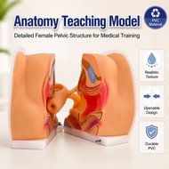 Female Reproductive Anatomy Model PVC Material Openable Design Vagina Uterus Ovary Cervix Bladder Re