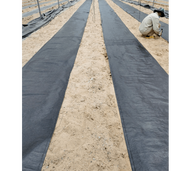 Global House CP ผ้าพลาสติกคลุมวัชพืช 0.9x50M. รับประกันของเเท้