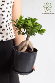 Berjaya Plant Nursery - Ficus Ginseng Bonsai(Pokok Bunga Hidup/Pokok Hiasan Dalam Rumah/Real Live Indoor Plant)