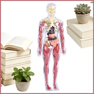Human Body Model for Kids Educational Human Body Toy Realistic Anatomy Model for Home School Kinderg
