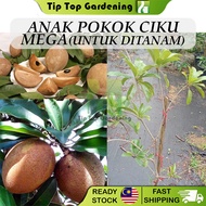 Anak Pokok Ciku Mega Untuk Ditanam Pokok Hidup Real Live Plant Sapodilla 人心果