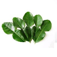 Fresh grapefruit leaves