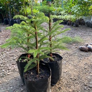 ต้นสนฉัตร (จำนวน 2 ต้น) สูง 25-30 เซนติเมตร ถุงใหญ่ 3x9 นิ้ว ต้นแข็งแรง