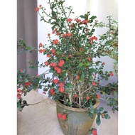 7 KERATAN POKOK BUNGA MAHKOTA PUTRI EUPHORBIA GEROLDII / EUPHORBIA GEROLDII THONLESS