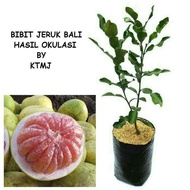 Bibit Tanaman Pohon Jeruk Bali Bibit Jeruk Bali Tanaman Jeruk Bali