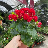 [Paling Horticulture Sdn Bhd] Pokok Begonia Rose Bunga 秋海棠玫瑰 | Pokok Bunga Hiasan Hidup | Flowering 