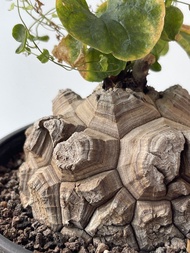 南非龜甲龍 (Dioscorea elephantipes) ｜———｜塊根植物｜象牙宮｜龜甲龍｜曲刺妖炎｜橄欖｜象足漆樹｜多肉植物｜龍舌蘭｜嚴龍｜
