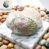 Australian Abalone Shells - Decorative abalone shells in many sizes - Beautiful abalone shells