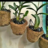 Pot serabut kelapa anggrek dendrobium gantung bonsai aV Unik