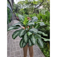 Aglaonema - Pattaya Beauty 3PP [REAL PLANT] #supportlocal