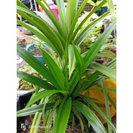 pokok pandan,daun pandan