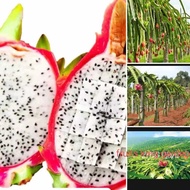 Anak Pokok Naga Buah Putih  (White Dragon Fruit Tree)
