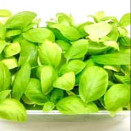 Home Grown Italian Sweet Grown Basil (50 gram)