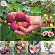 [Easy To Grow] Fig Seeds for Planting (200 seeds/pack) | 无花果种子 | Biji Buah Ara | Fig Tree Plant Seed Tropical Ficus Carica Seed Bonsai Tree Real Seed Potted Fruit Trees Seeds Vegetable Live Plants Fruit Seeds Malaysia Gardening Decoration Benih Pokok Buah