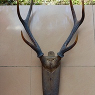 tanduk rusa cabang 6