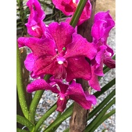 💚Orkid Vanda Tulang💚