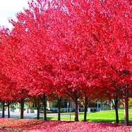 ขายส่ง เมล็ดเมเปิ้ลแดงญี่ปุ่น Japanese Red Maple ต้นเมเปิล Maple ใบเมเปิล สีแดง ฤดูใบไม้ร่วง ไม้ผลัด