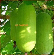 Wax Gourd SEED / BIJI BENIH LABU KUNDUR