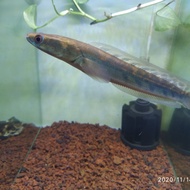 ikan chana yellow sentarum red eye 15 cm