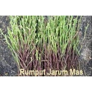 DRY MAS NEEDLE GRASS (1 Bunch )25G+-