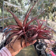 T. Love Knot (Buy 1 Get 1 Free) *Air Plant*