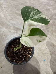 ต้นมอนสเตอร่า อัลโบ้ Monstera Borsigiana Albo ไม้ด่าง ไม้ประดับ ไม้ฟอกอากาศ มอนสเตอร่าอัลโบ จำนวน 1 