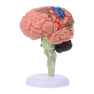 neva* 4D Disassembled Anatomical Human Brain Model Anatomy Medical Teaching Tool Statues Sculptures 