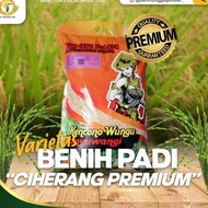 benih padi unggul varietas ciherang / ciherang / benih padi premium