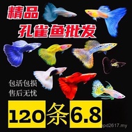 Fish Ornamental Fish Angel Fish Fish Fry Pure Species Pet Fish Phoenix Tail Freshwater Good Guppy Li