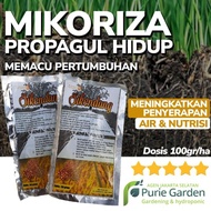 MIKORIZA PUPUK HAYATI SIKENDANG PROPAGUL HIDUP BUBUK POWDER AKAR LEBAT - AZZASHOP25