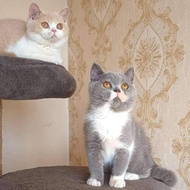 Kucing British shorthair betina dan jantan