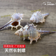 【快速出貨】天然長刺螺小刺螺女巫骨螺貝殼海螺diy拍攝道具魚缸造景裝飾