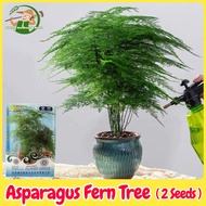 100% Legit Asparagus Fern Tree Plant Seeds for Planting & Gardening (2 Seed) benih pokok 文竹种子 Orname