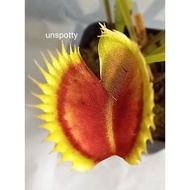 Unusual Present Dionaea muscipula Venus Fly Trap VFT 'Unspotty'