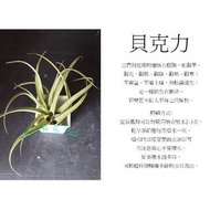 心栽花坊-貝克力/空氣鳳梨/懶人植物/售價150特價120